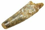 Fossil Spinosaurus Tooth - Feeding Worn Tip #363479-1
